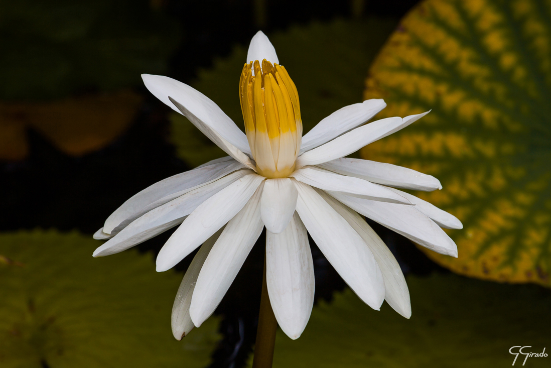 White Yellow Lily